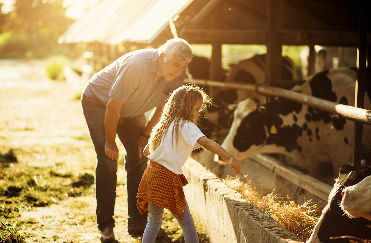 grandpa and his grandkid feeding cows on the farm with sunshine in the background