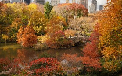 Monthly Market Review October 2025